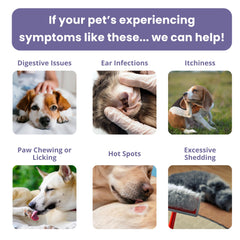 Glacier Peak Holistics home sample collection setup for pet comfort.
