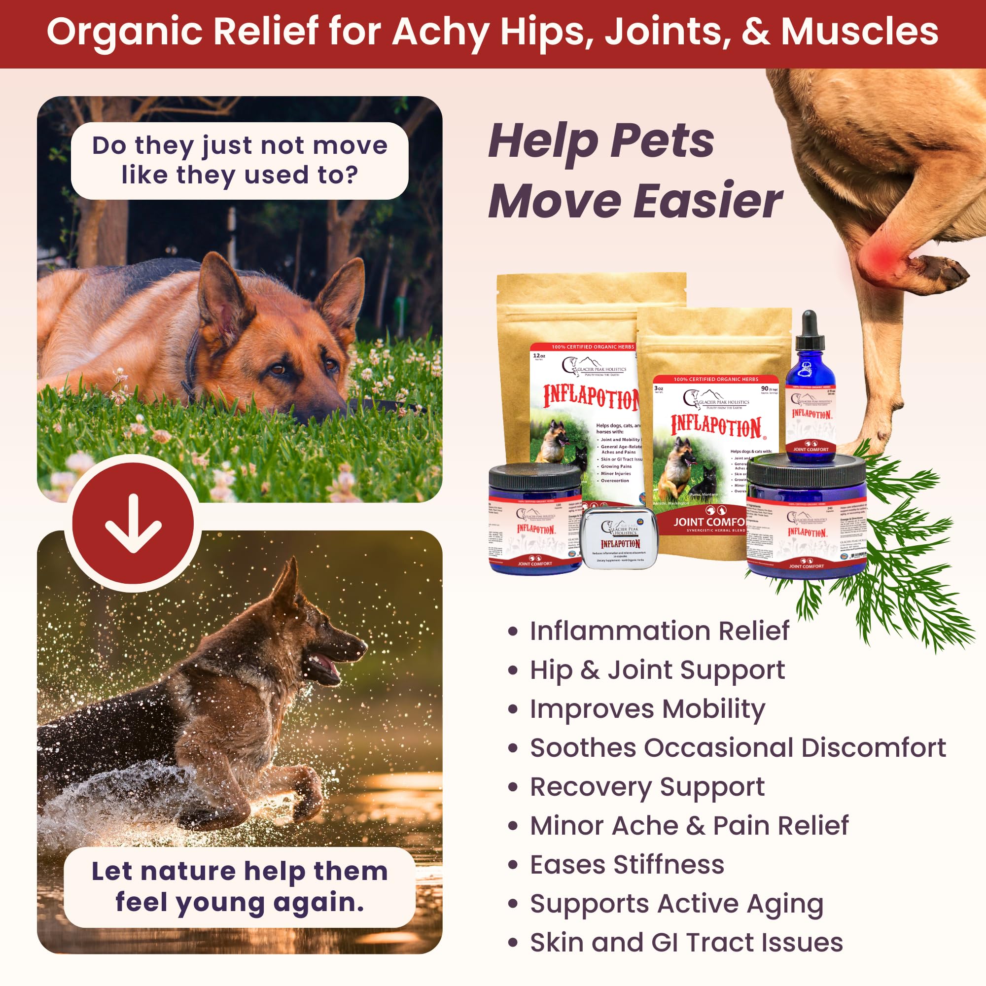 Glacier Peak Holistics Inflapotion mixed with meals for gentle joint support.
