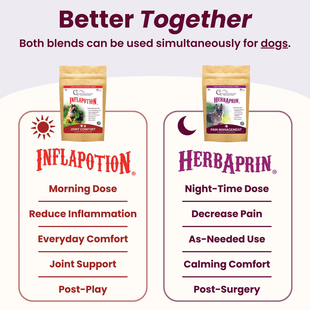 Glacier Peak Holistics Inflapotion used for a playful puppy's joint support.