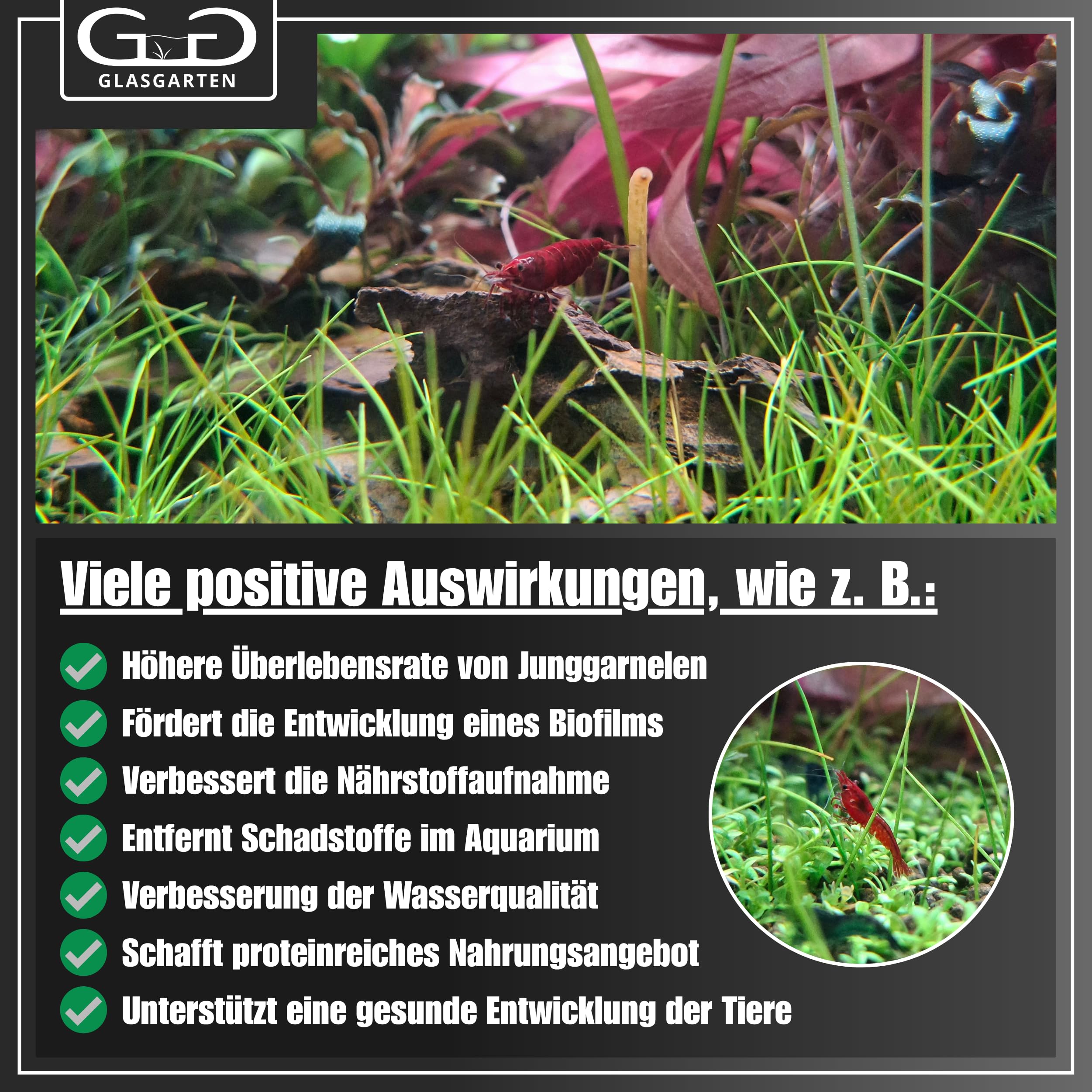GlasGarten Bacter AE water quality enhancement in aquarium