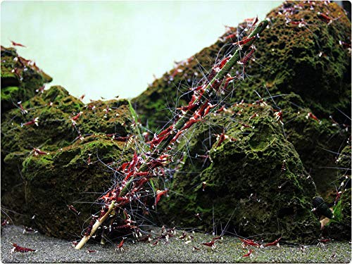 GlasGarten Shrimp Lollies artemia stick supports protein intake