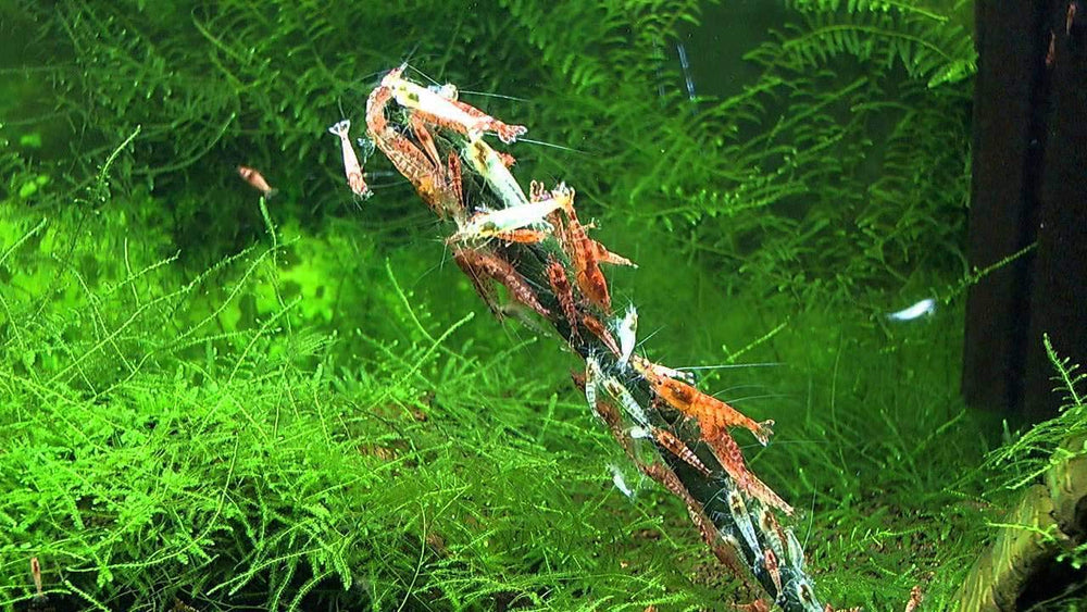 GlasGarten Shrimp Lollies moringa stick supplies plant-based nutrients