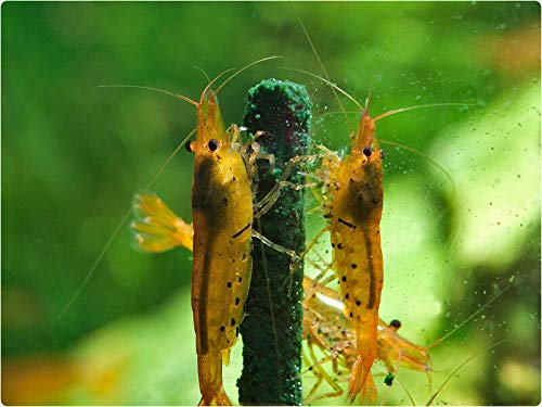 GlasGarten Shrimp Lollies package contents show eight sticks for easy feeding