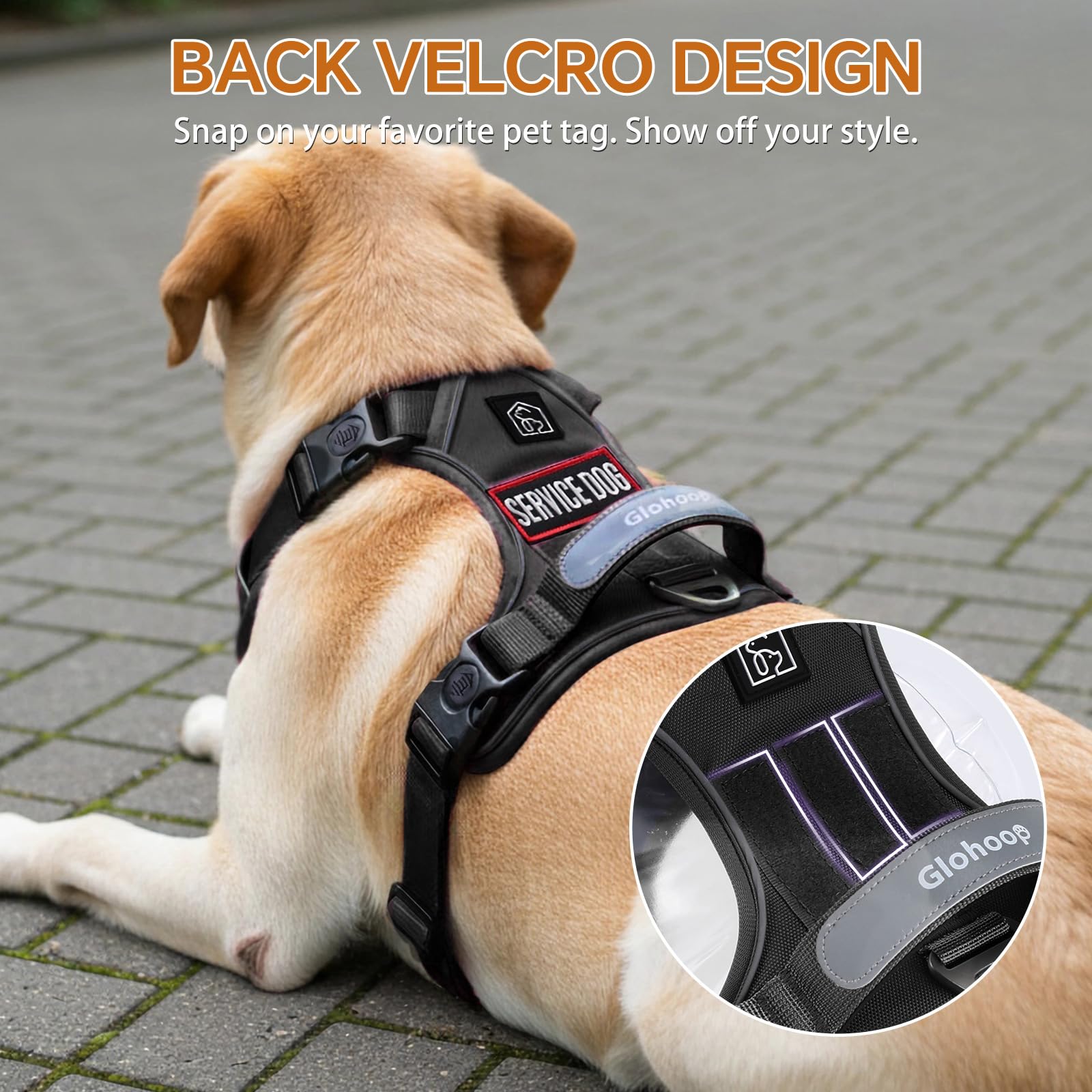 Glohoop XL harness adjusted for large dogs with comfortable fit.