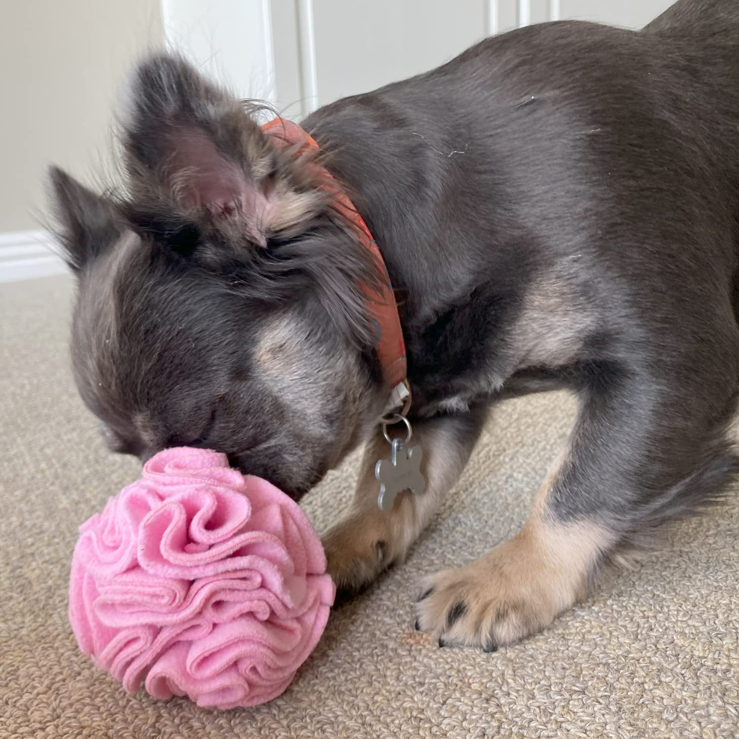 Glory To Dog small-breed enrichment ball aids curious noses during play.