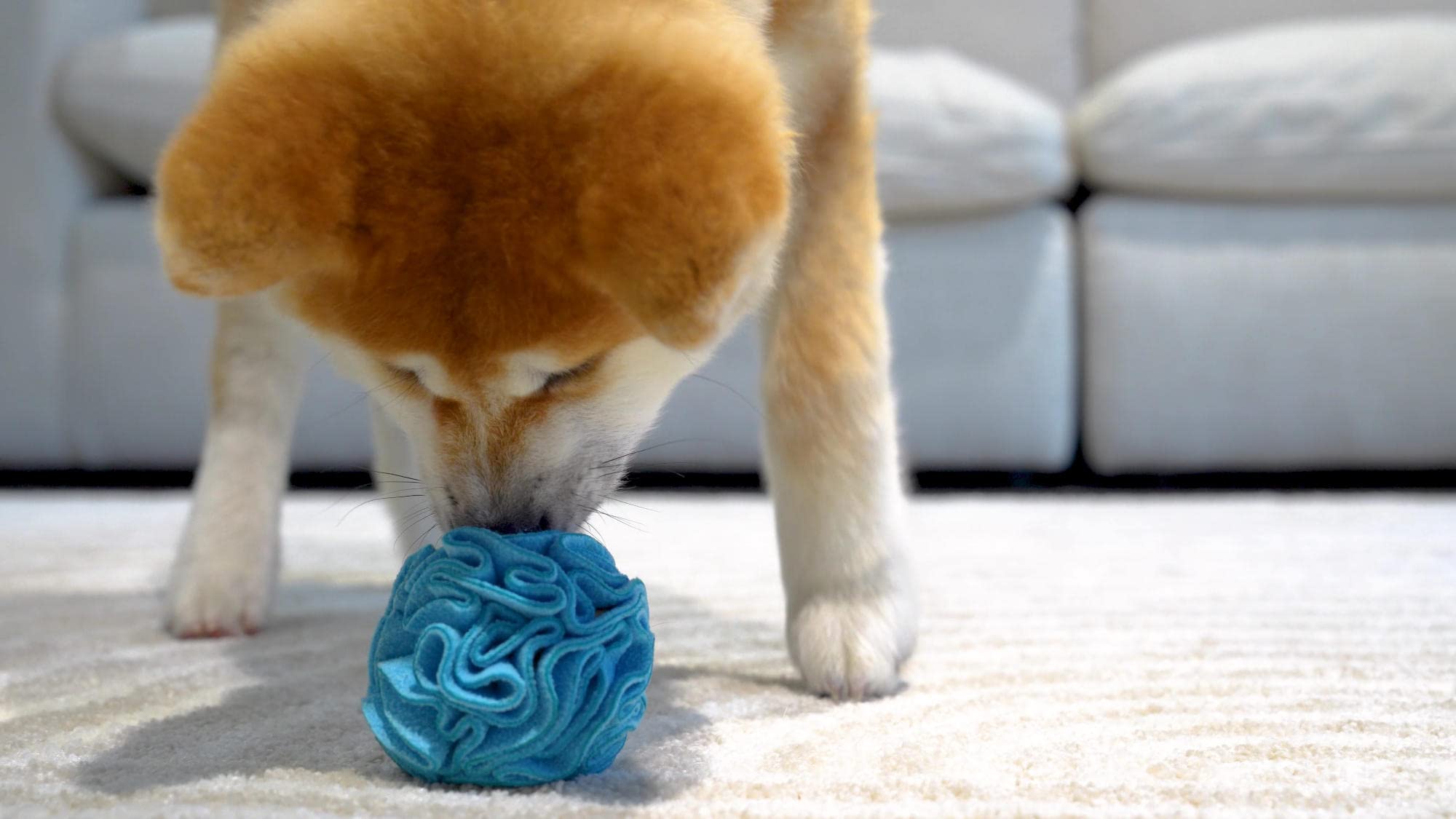 Glory To Dog snuffle ball in motion during play illustrates reward-based training potential.