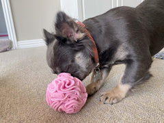 Glory To Dog snuffleball pink folds visible with treats inside for nose work