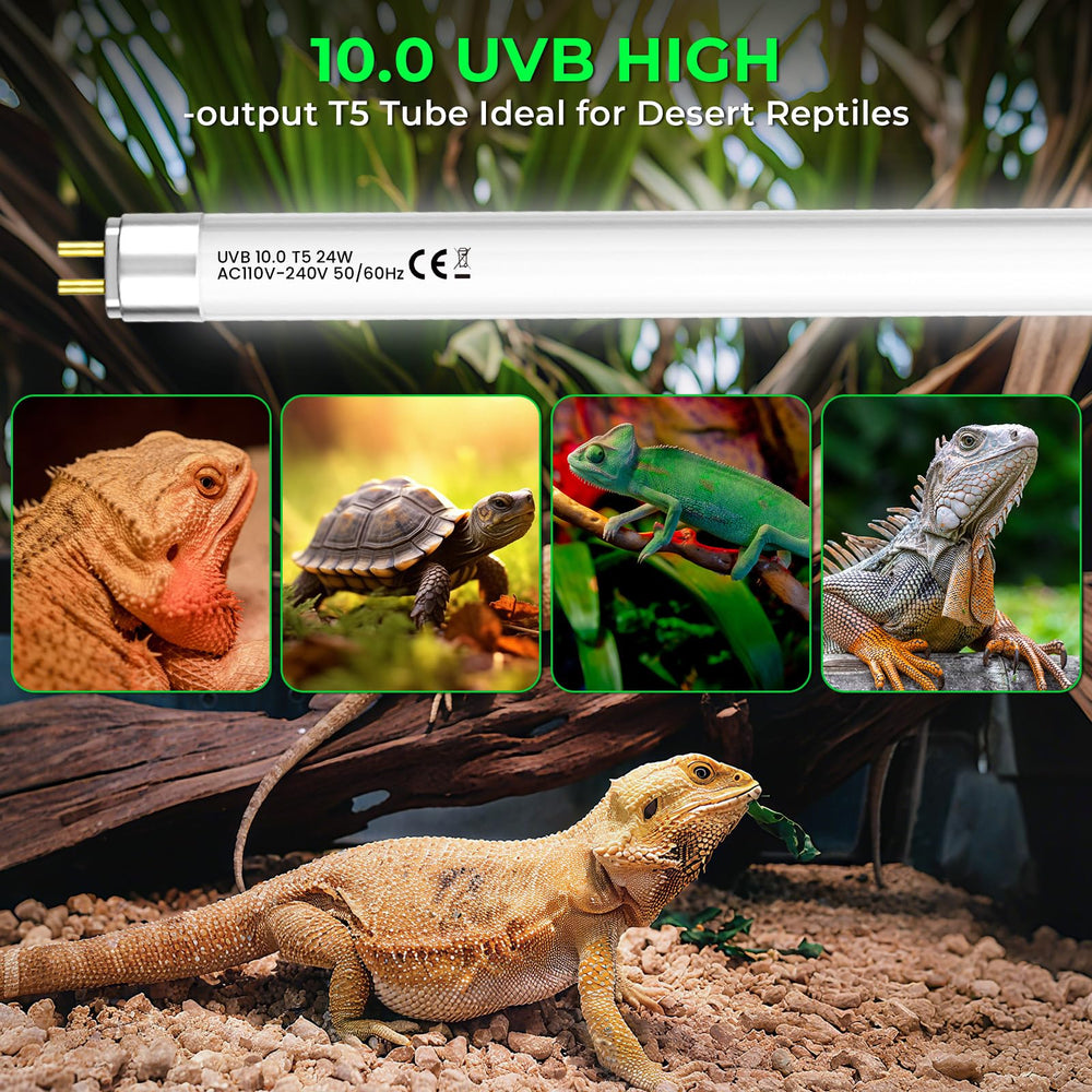 GlowUp lighting enhances a bearded dragon habitat with UVB exposure.