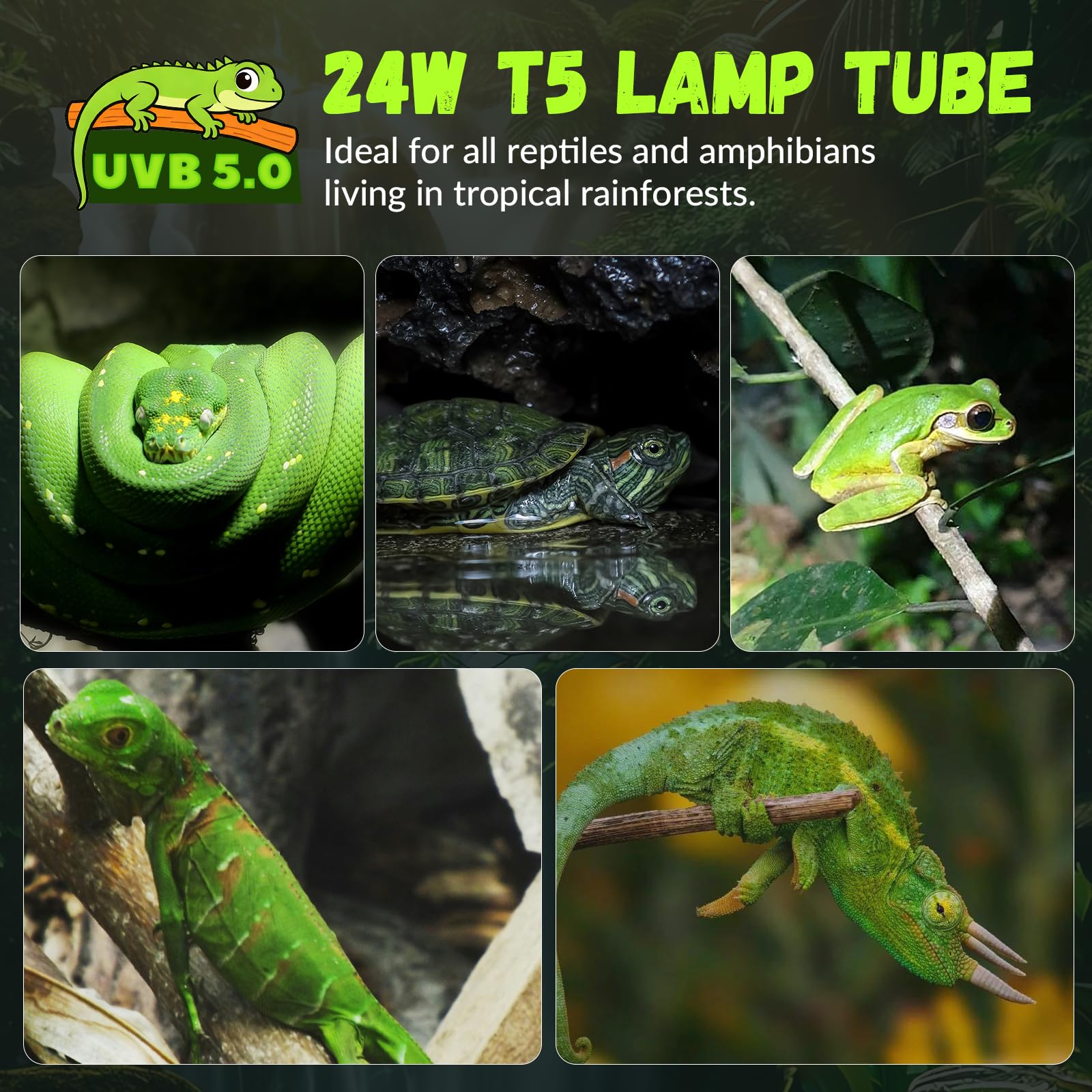 GlowUp Bearded Dragon setup with UVB kit, promotes daytime exposure.
