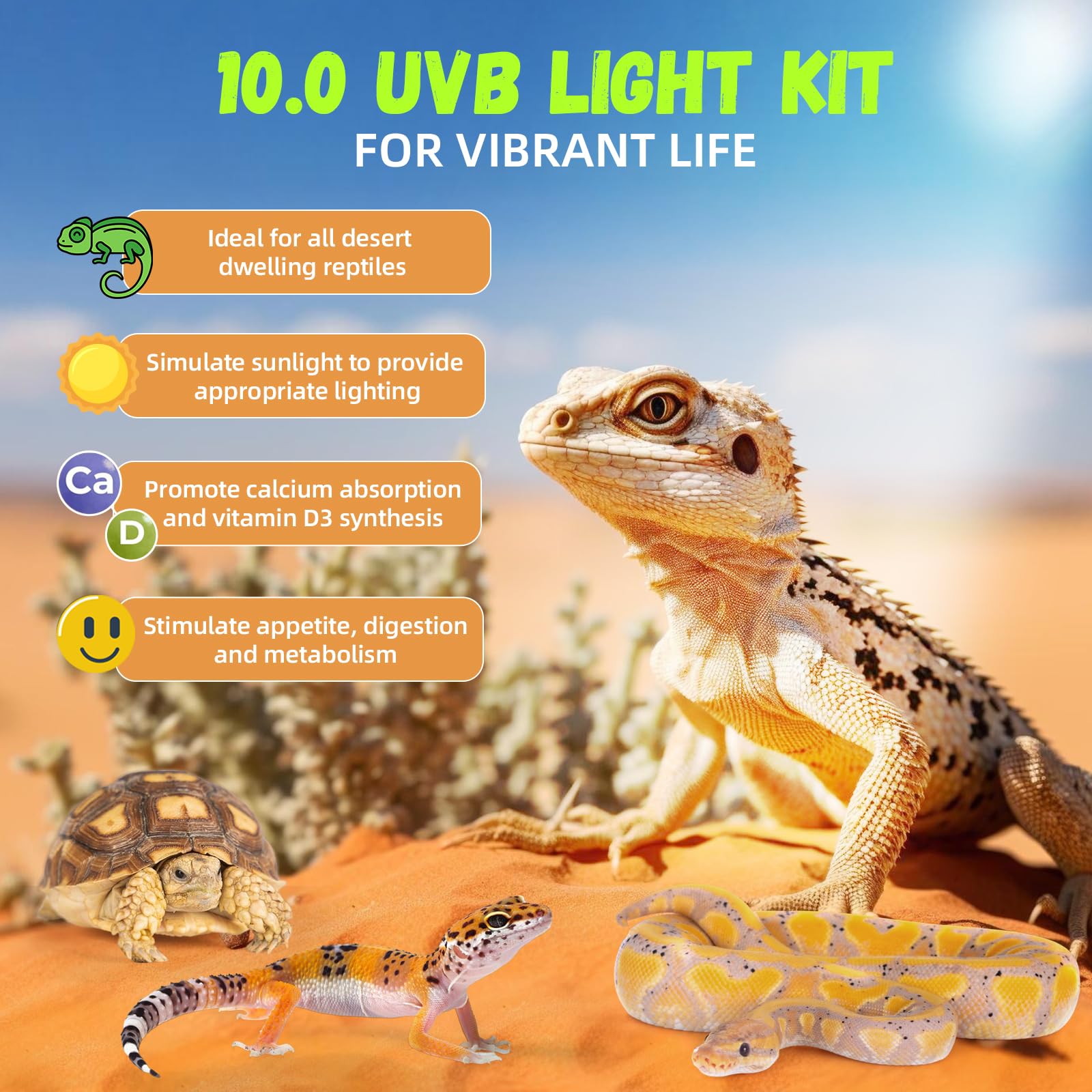 GlowUp bearded dragon UVB light setup for clear daytime basking.