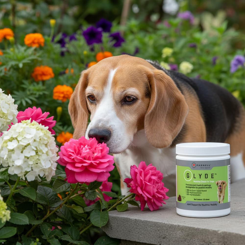 GLYDE daily dose routine for aging dogs to maintain mobility