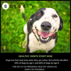 GLYDE per-chew blend includes glucosamine and chondroitin for comfort