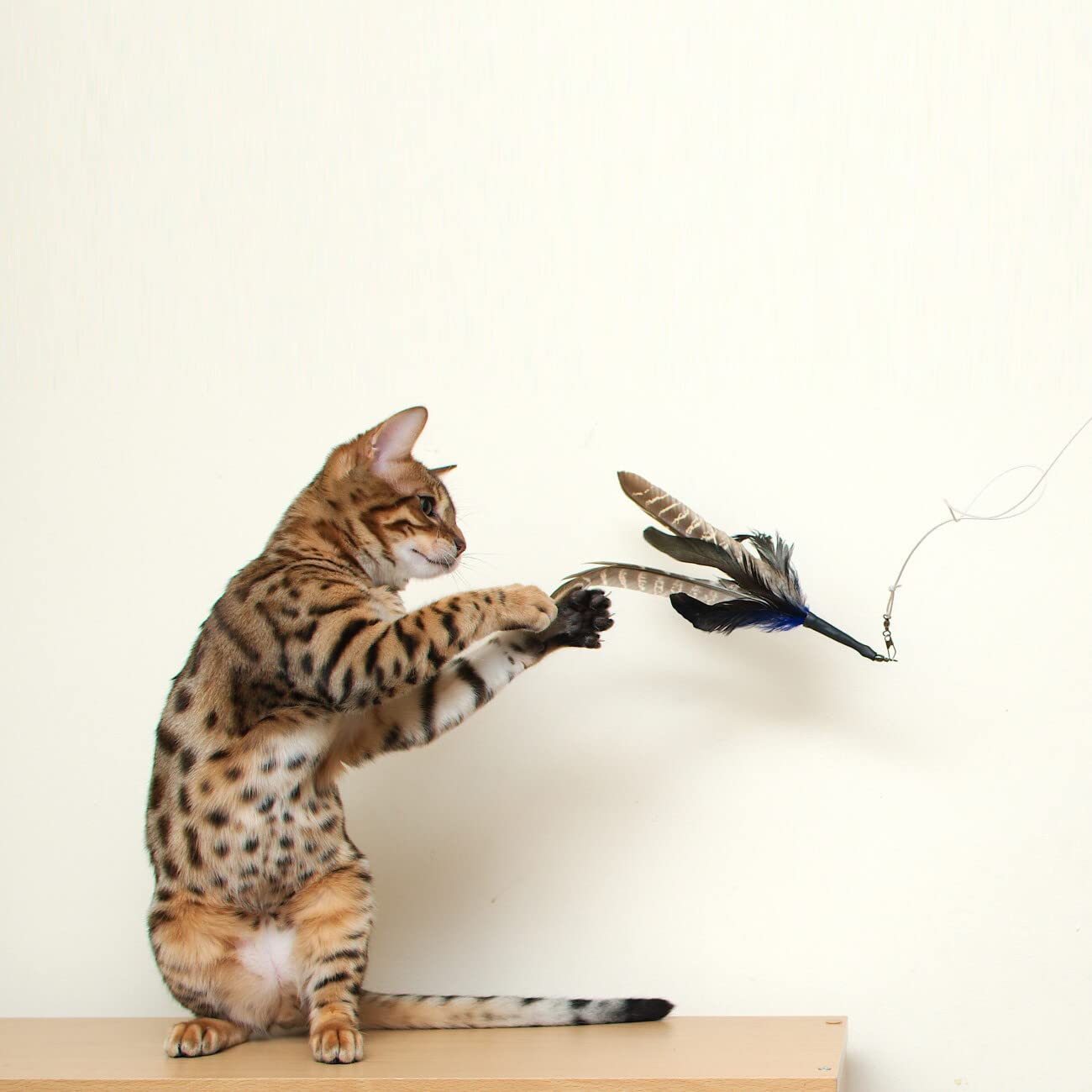 GoCat Da Bird cat in play demonstrates active chasing behavior