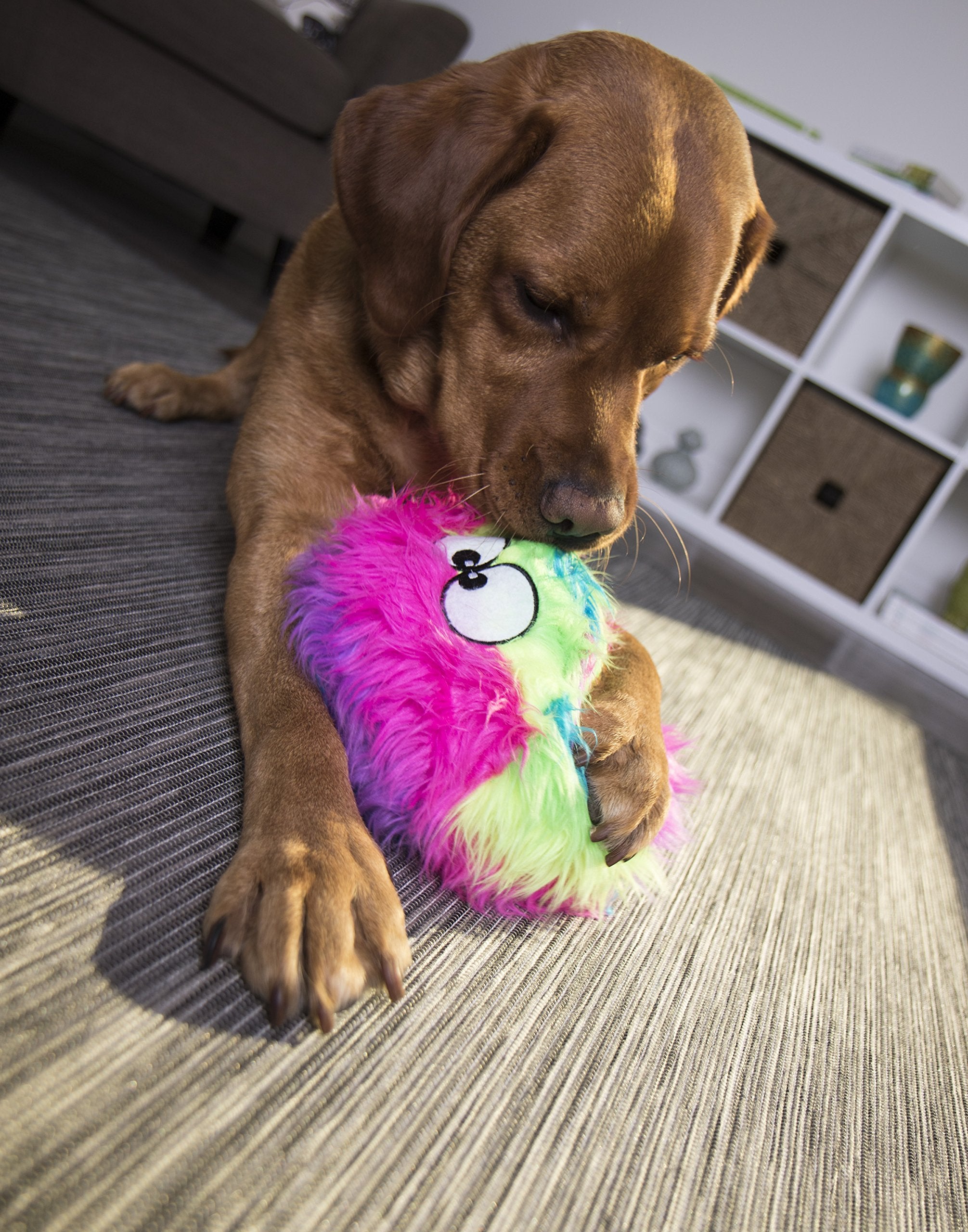 goDog Furballz rainbow design enhances outdoor visibility