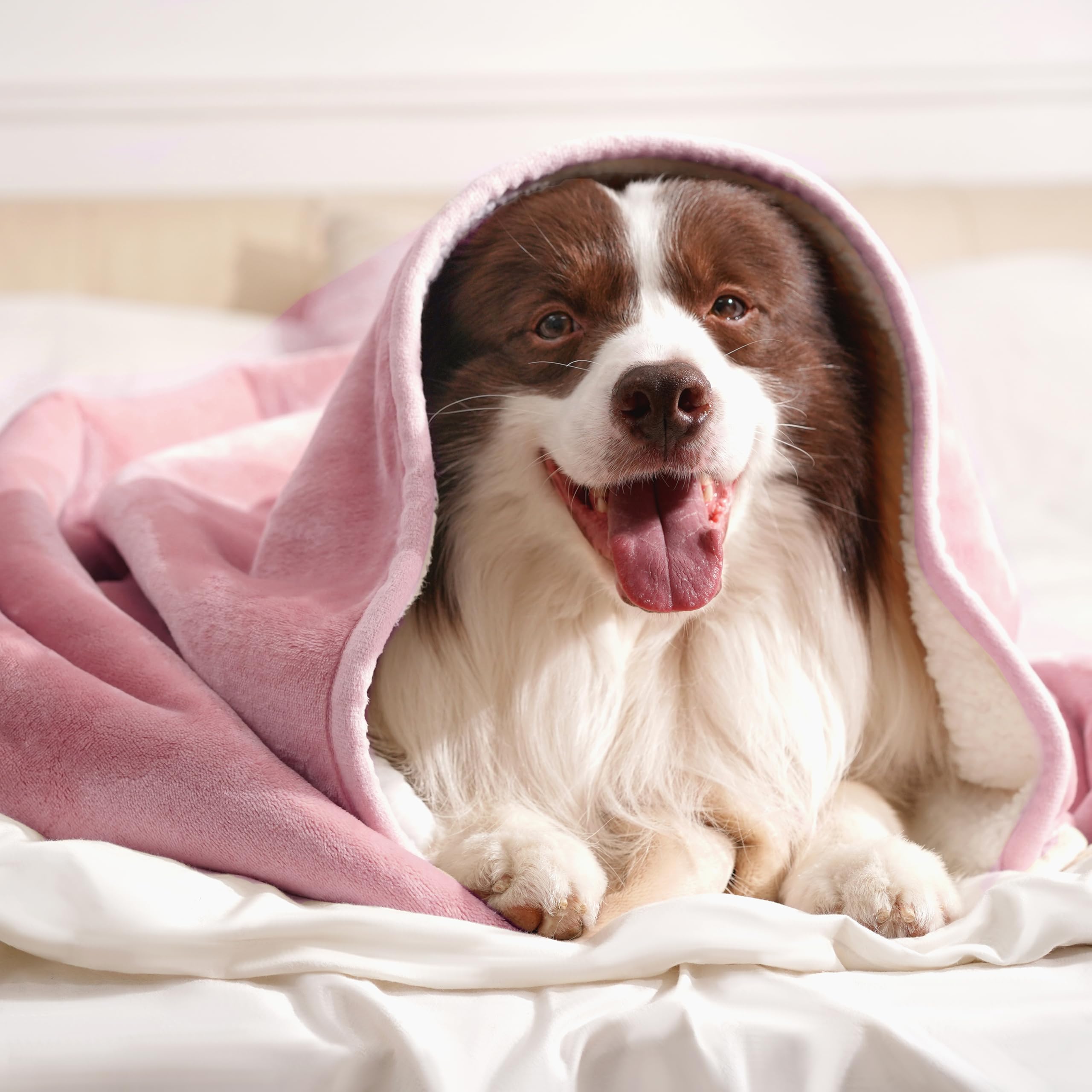 Gogobunny pet comfort on pink blanket demonstrates warm resting space.