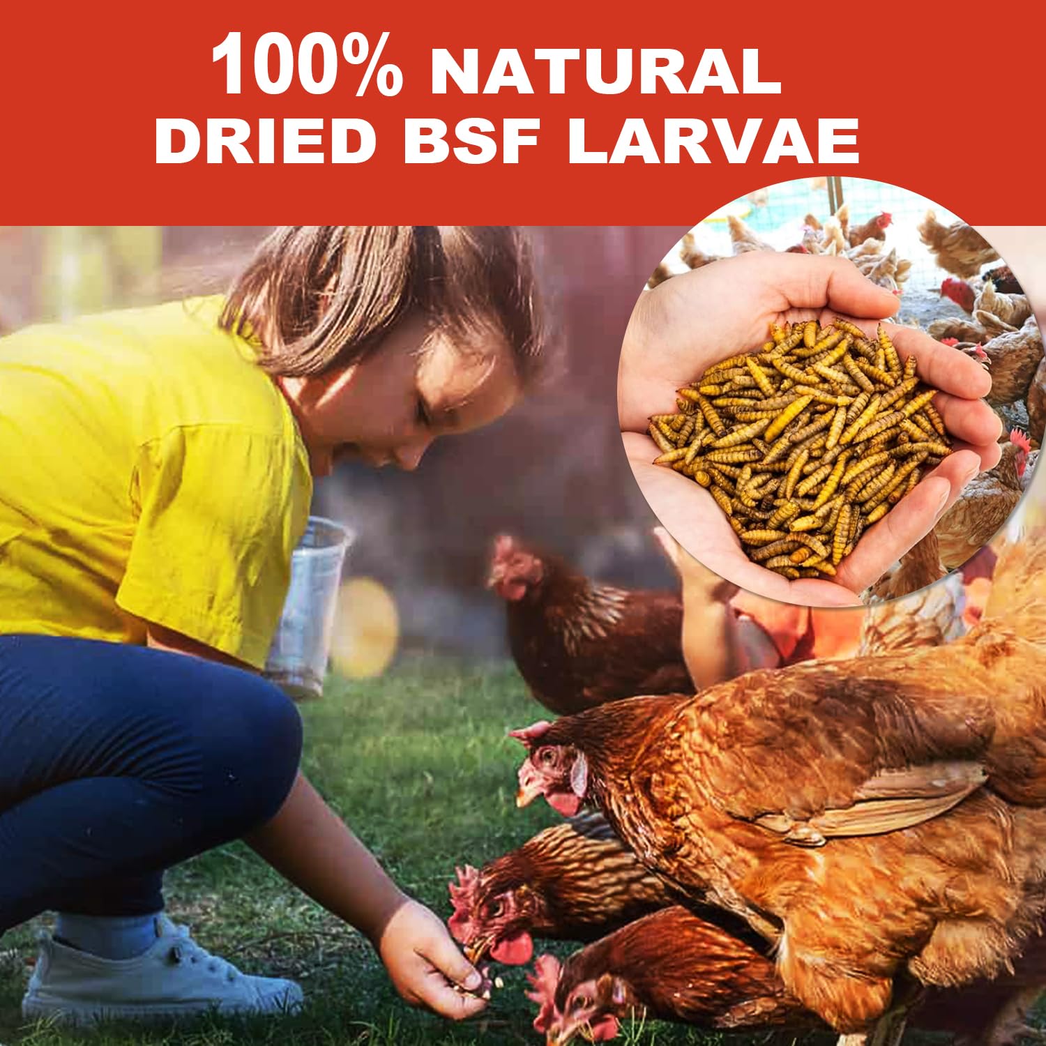 Chickens foraging for GOLDWORMS larvae treats outdoors.
