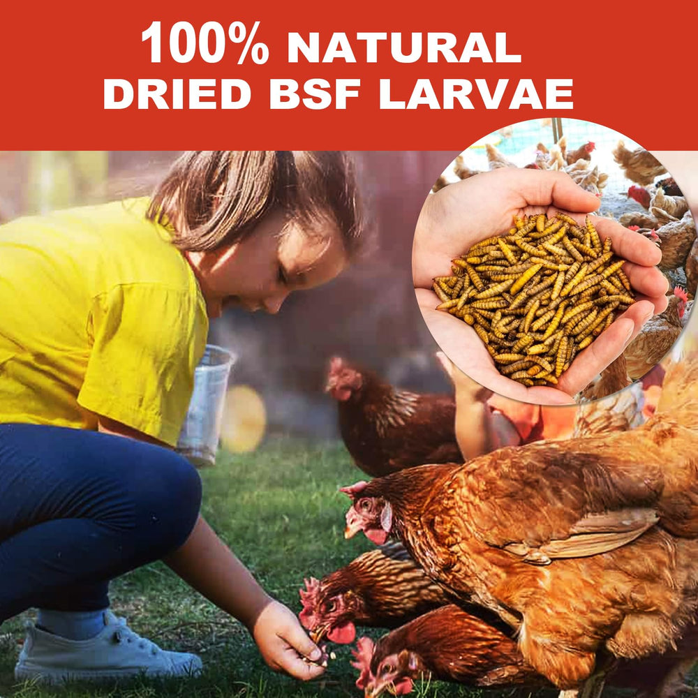 Chickens foraging for GOLDWORMS larvae treats outdoors.