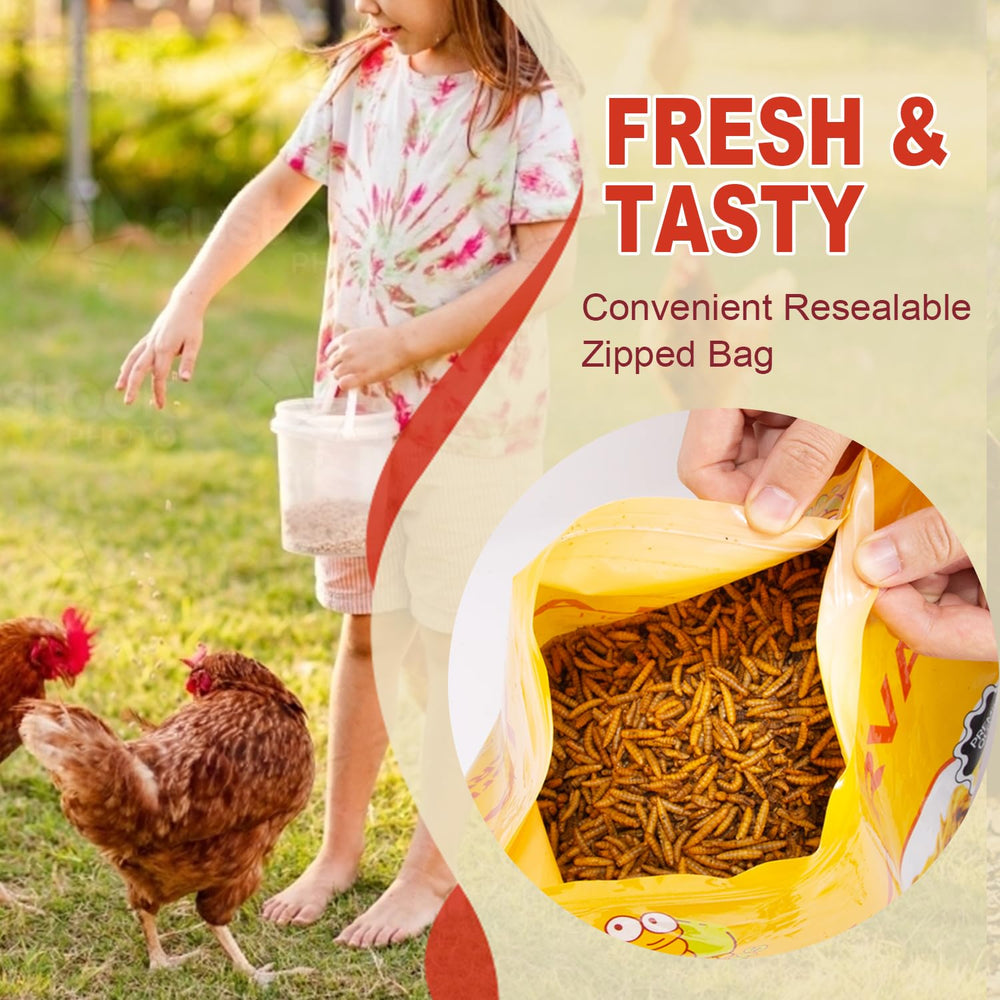 GOLDWORMS larvae feeding as protein-rich snack for ducks.