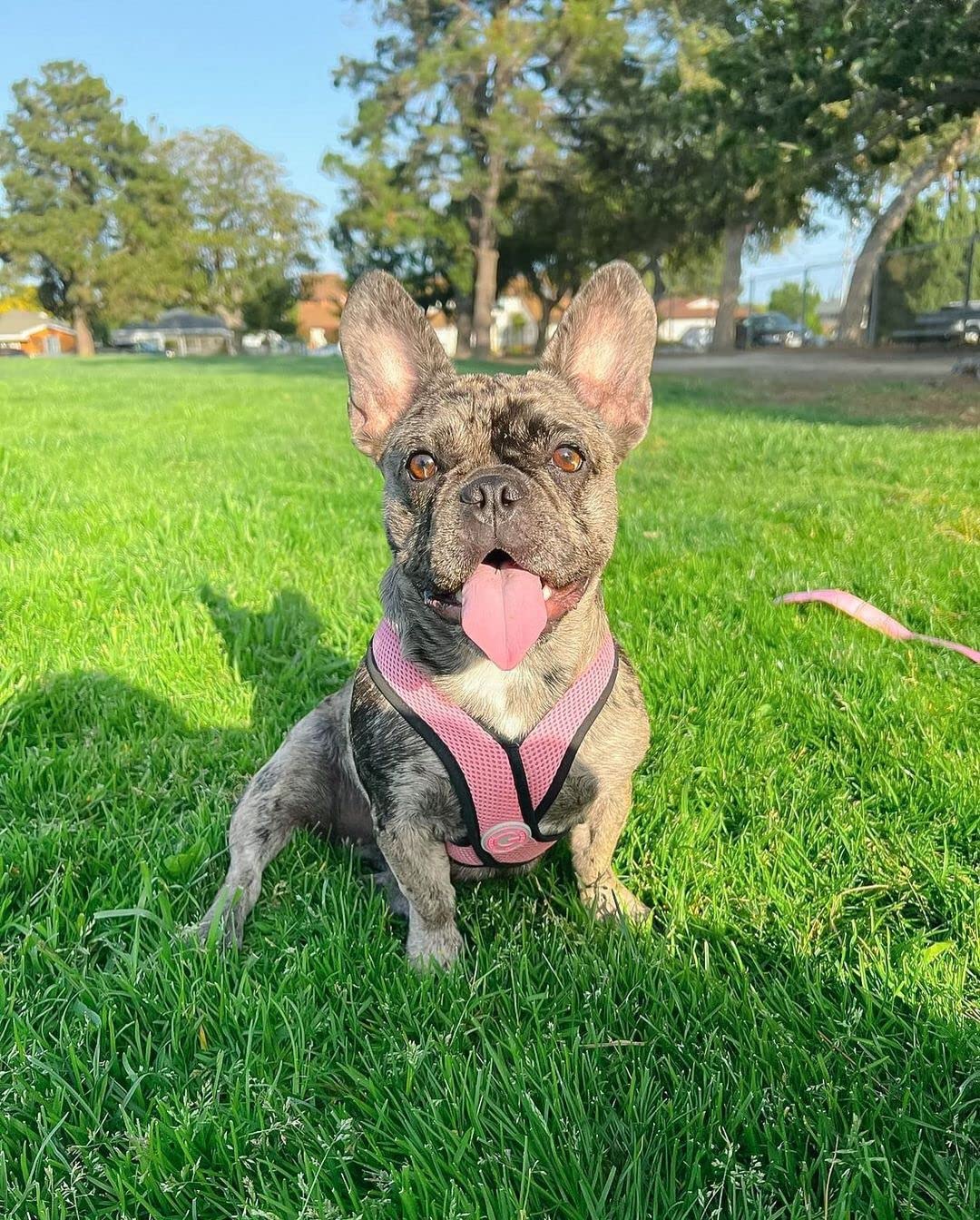 Gooby Comfort X Harness pink back view with D-ring for secure leash attachment during walks.