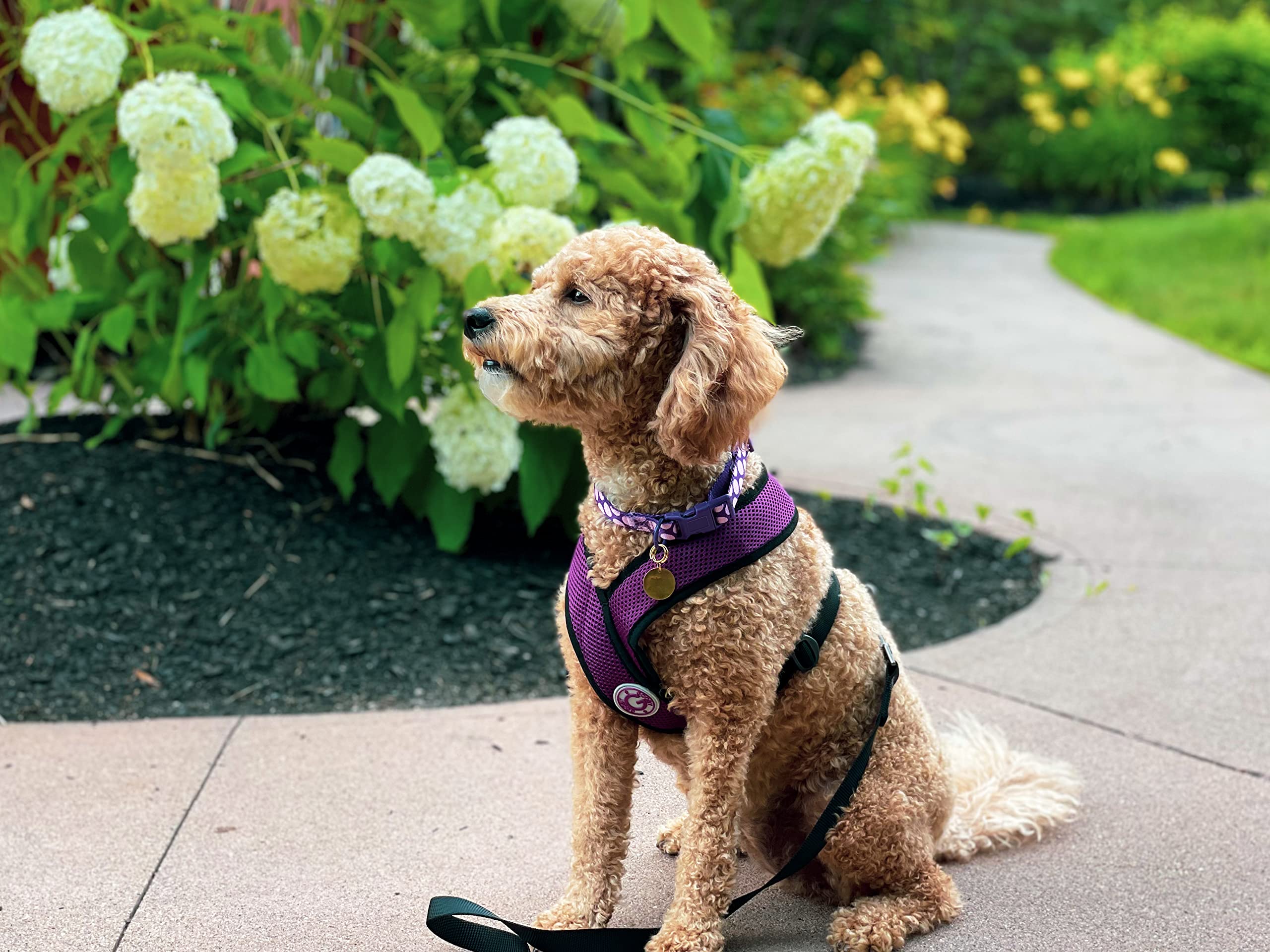 Gooby Comfort X Harness back view in purple showing secure back D-ring for walks.