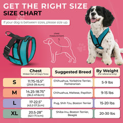 Gooby Comfort X Harness turquoise no-choke X frame in action for controlled walks.