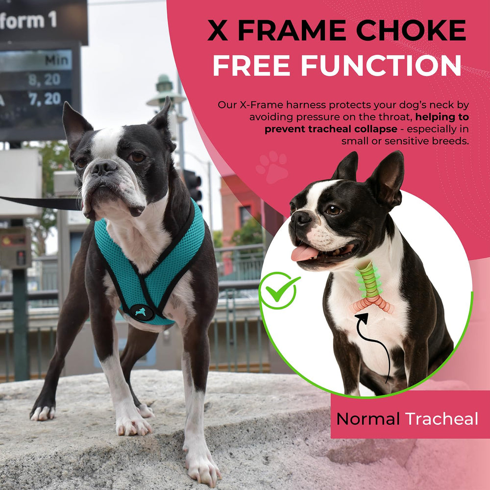 Gooby Comfort X Head-in Harness turquoise worn during walk offers control.