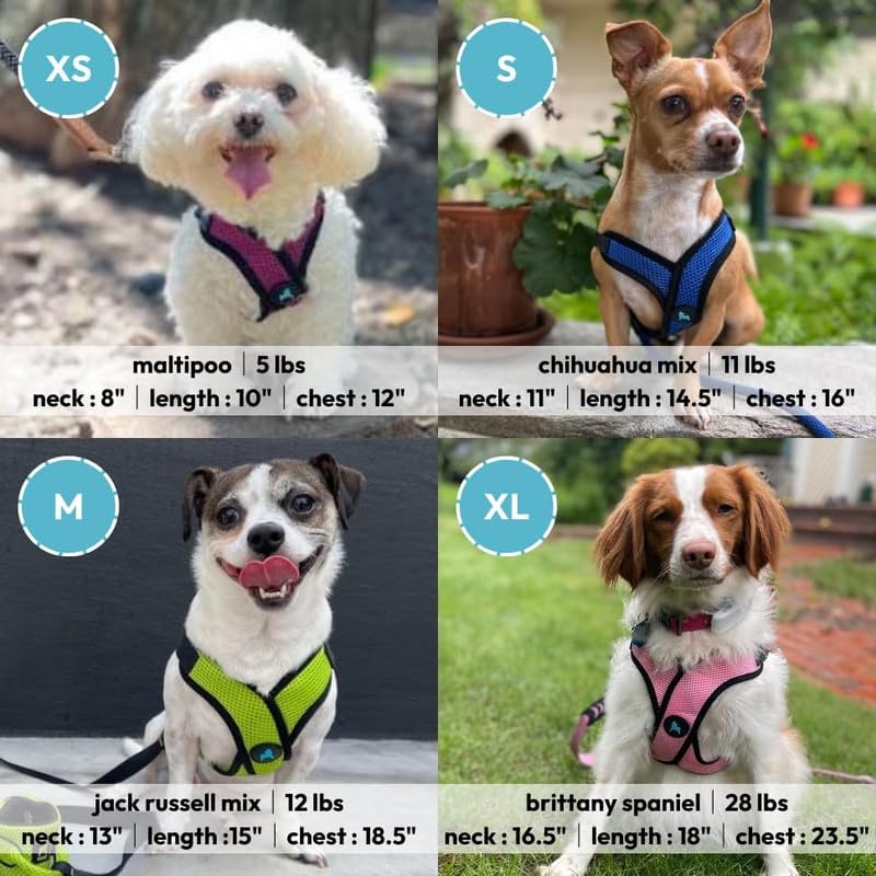 Gooby Comfort X Step in Lite harness metal D-rings for durable security.