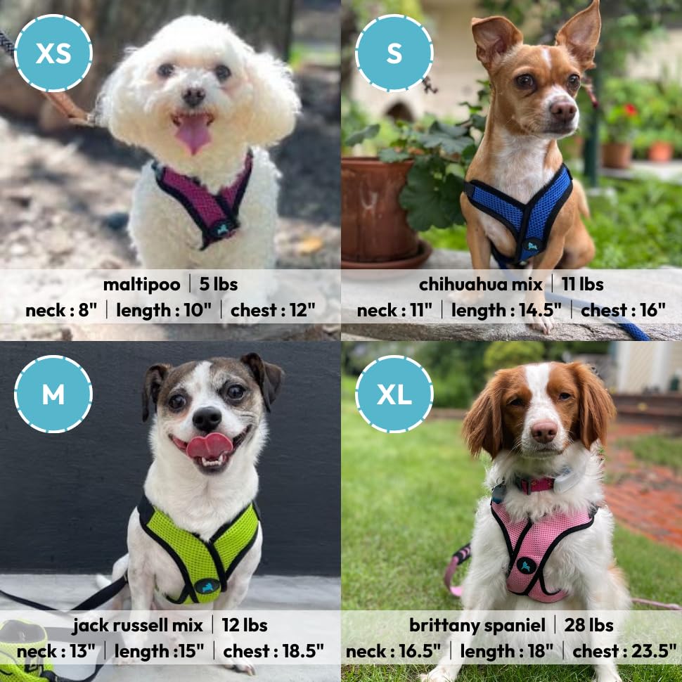 Gooby Comfort X Step in Lite Harness purple medium, quick-release buckle in action, easy on-off.