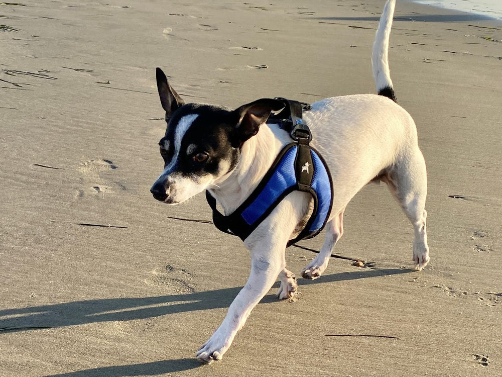 Gooby Escape Free Easy Fit Harness blue care instructions close-up for upkeep