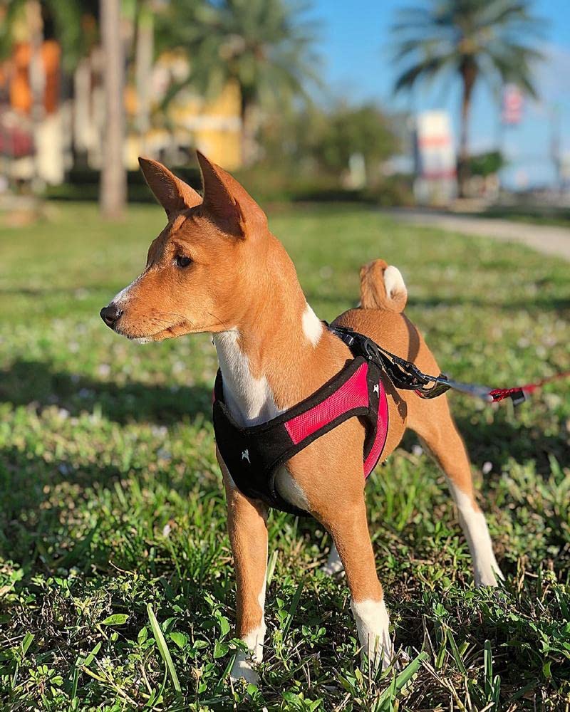 Gooby Escape Free harness on-the-go in red, medium supports secure outdoor activities