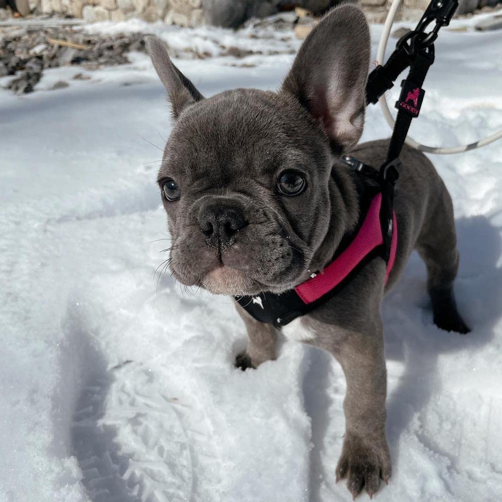 Gooby machine-washable harness shown for easy cleaning after adventures