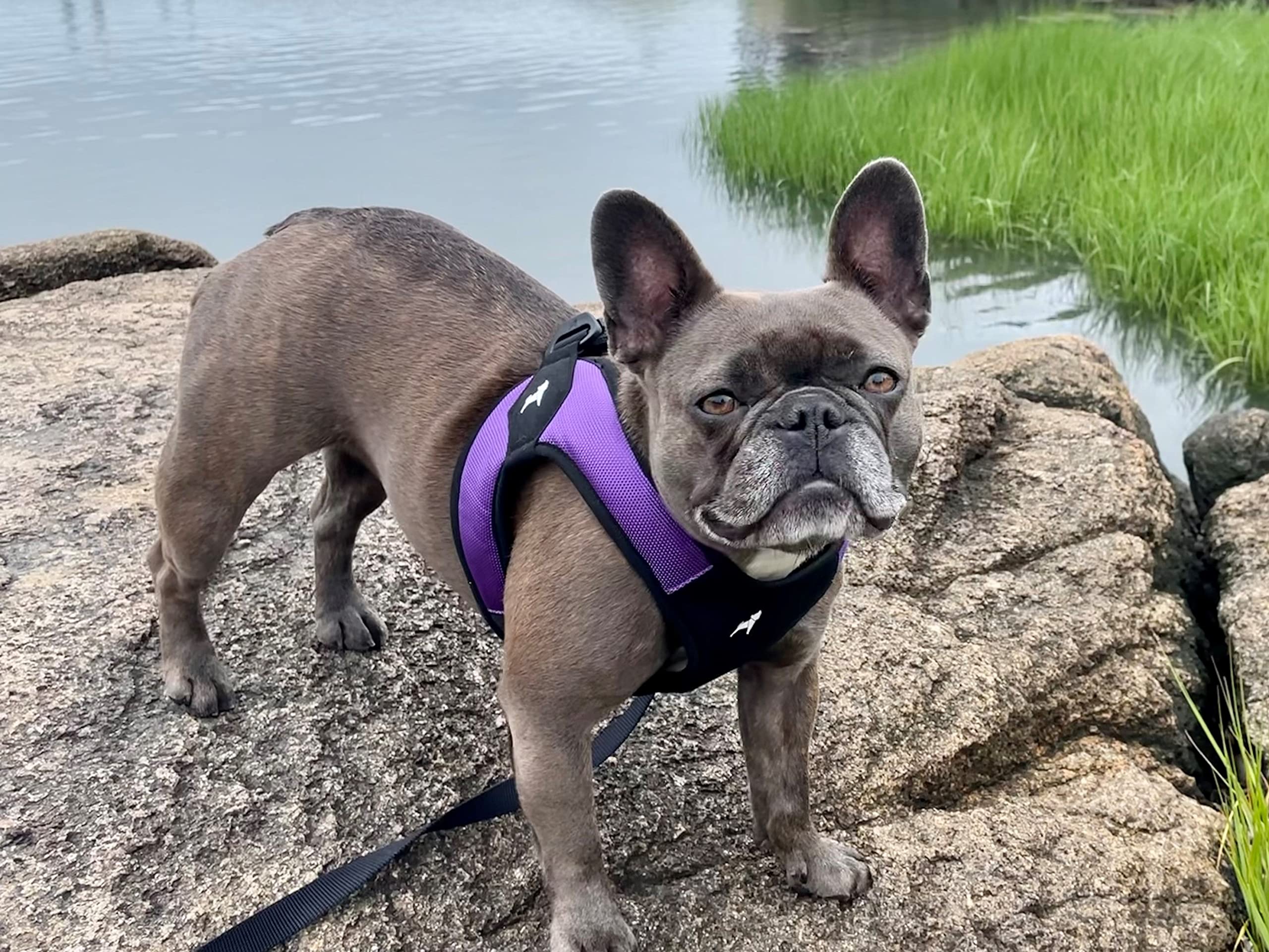 Gooby patented design purple harness held for trusted, lightweight fit
