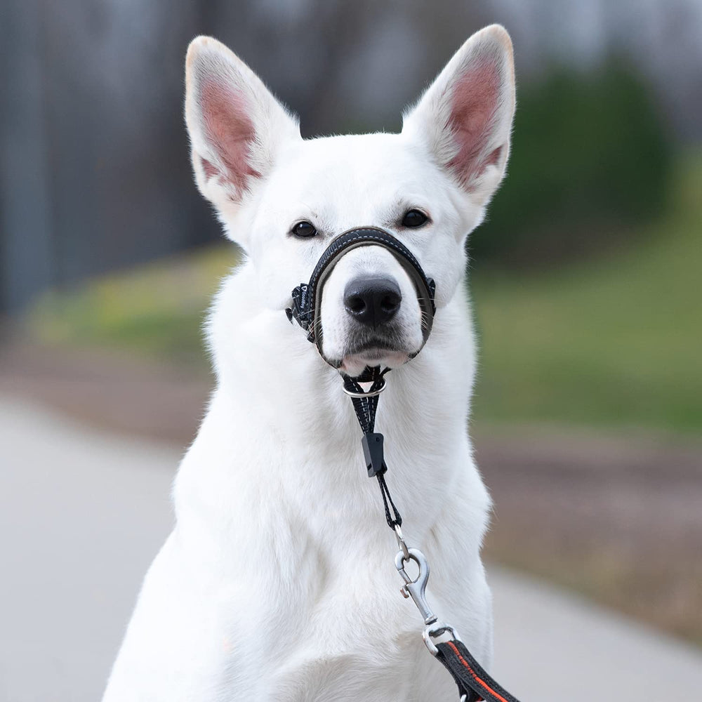GoodBoy head halter on dog during walk shows improved steering and reduced pulling.