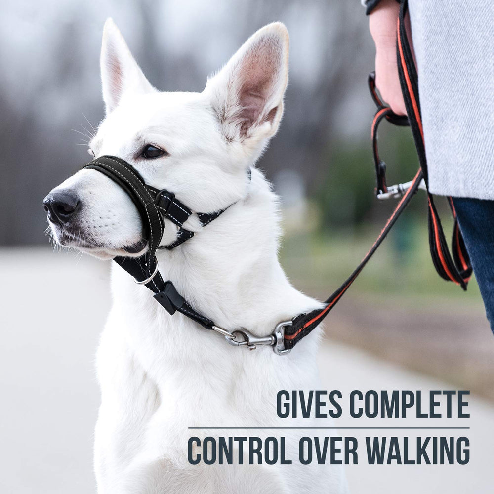 GoodBoy head halter padding close-up showing comfortable neoprene for training.
