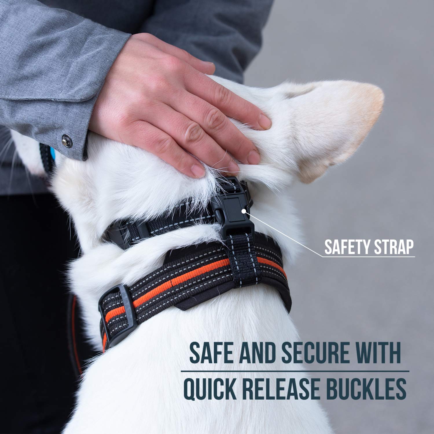 GoodBoy head halter with reflective stitching for higher night visibility.