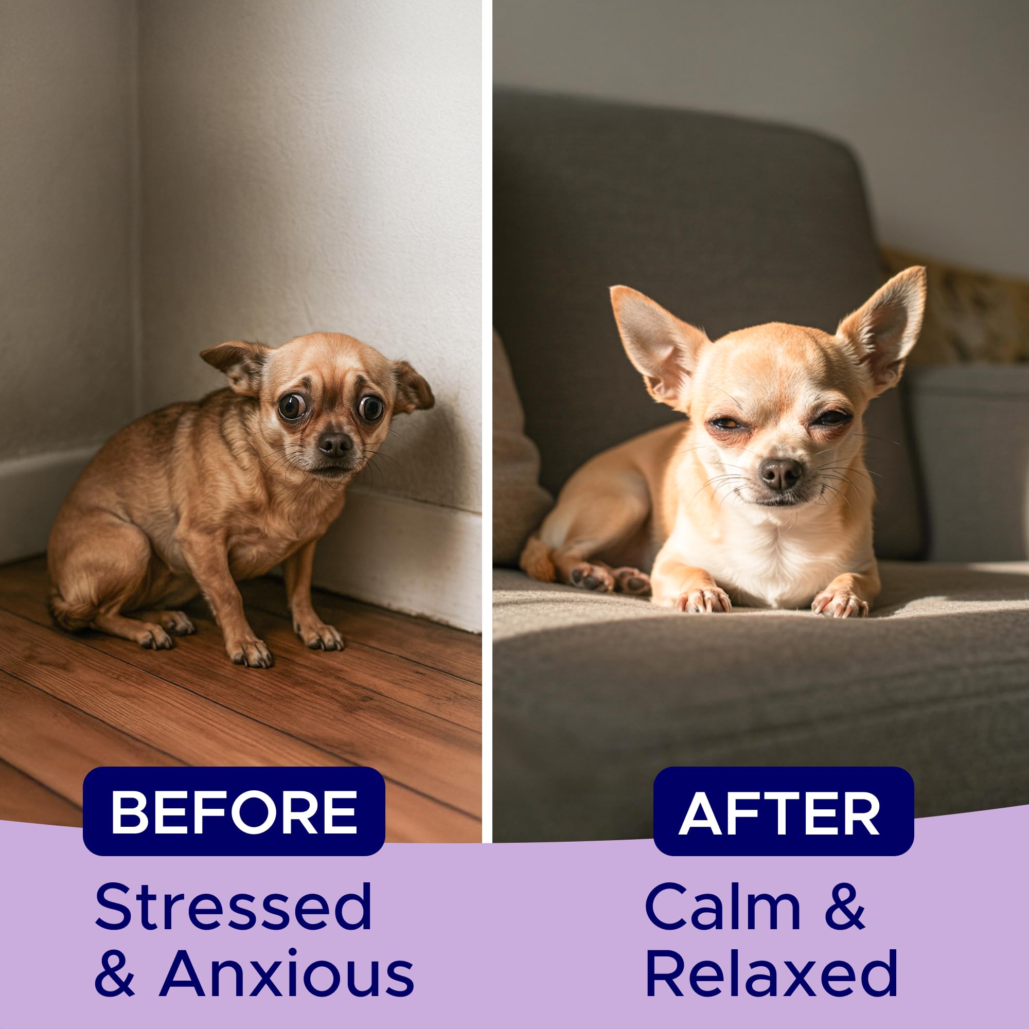 GOODGROWLIES chews with a paw resting, showcasing ease of use over pills