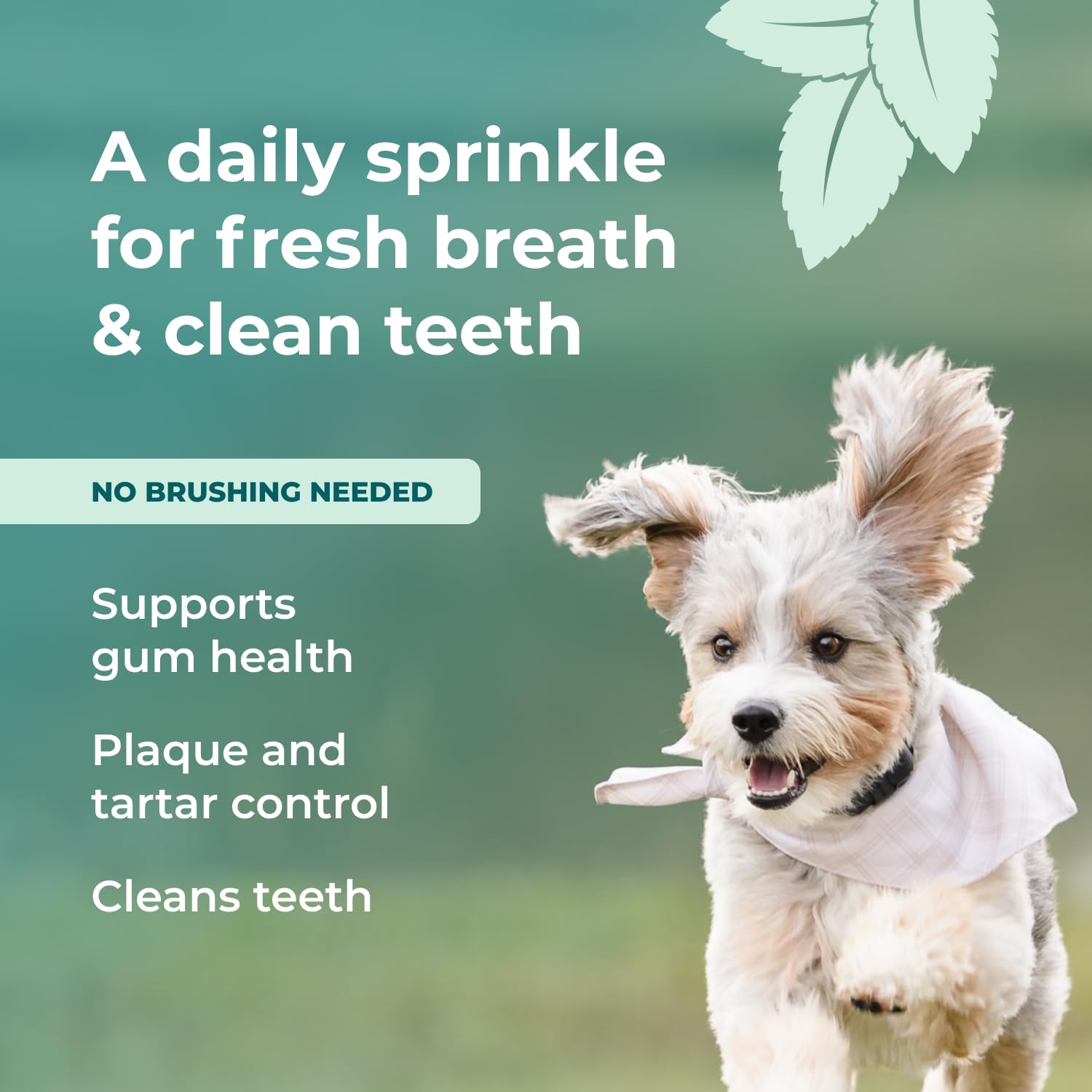 Close-up of a dog mouth with Googipet for fresh breath.