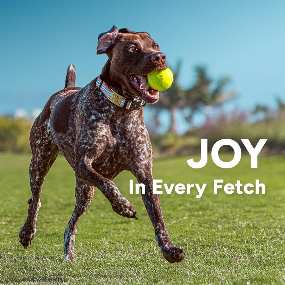 GoSports Pets launcher easy to clean after messy play.