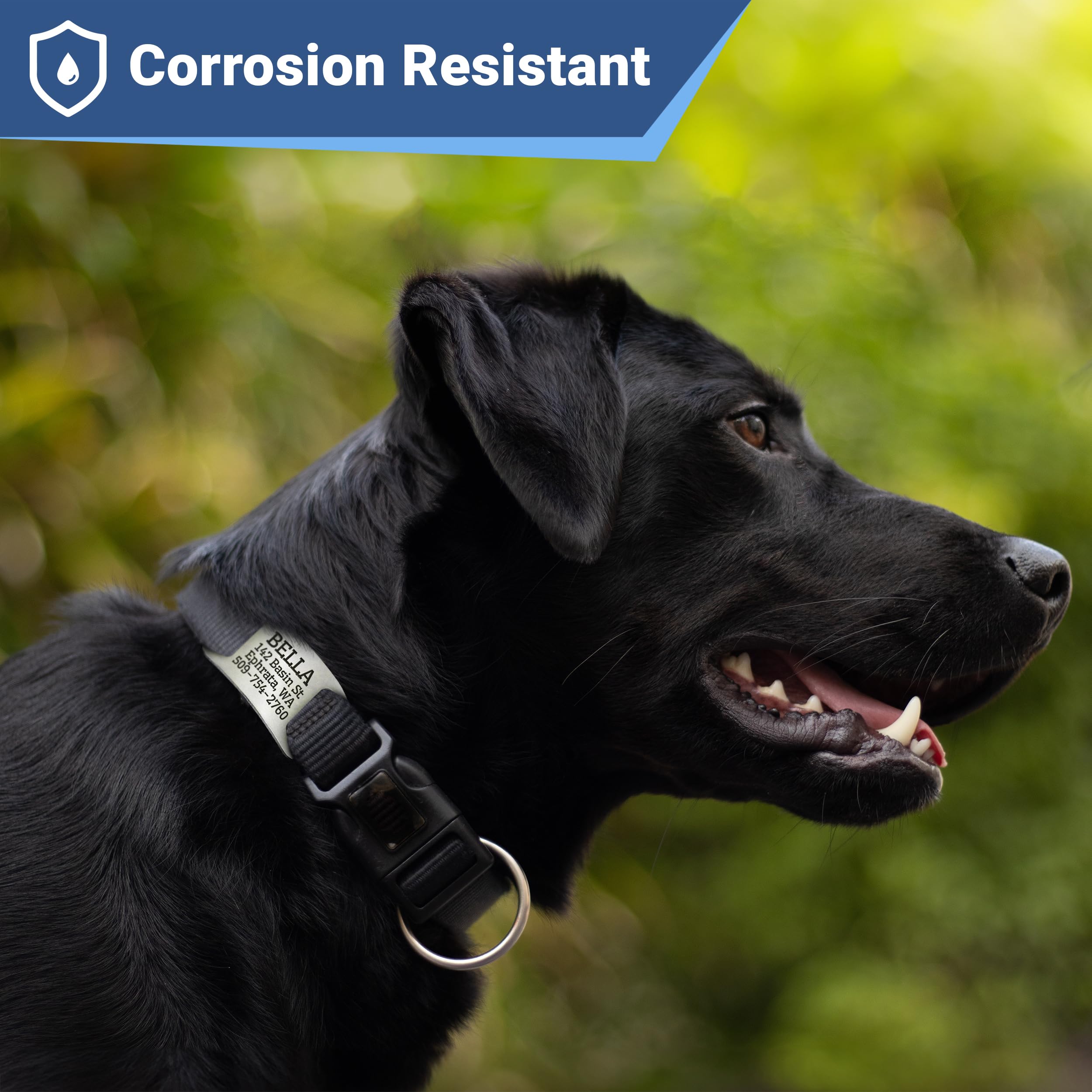 GoTags engraved medium tag for 3/4 inch collars.