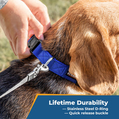 GoTags nylon dog collar shows smooth tapered edges for comfortable all-day wear