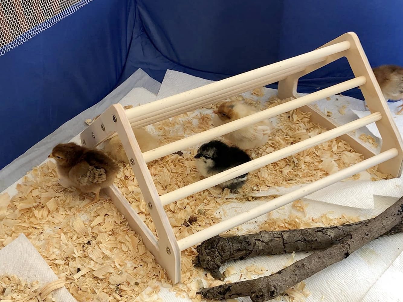 GPGCGSGP Chick Perch ideal for brooder stages and early socialization.