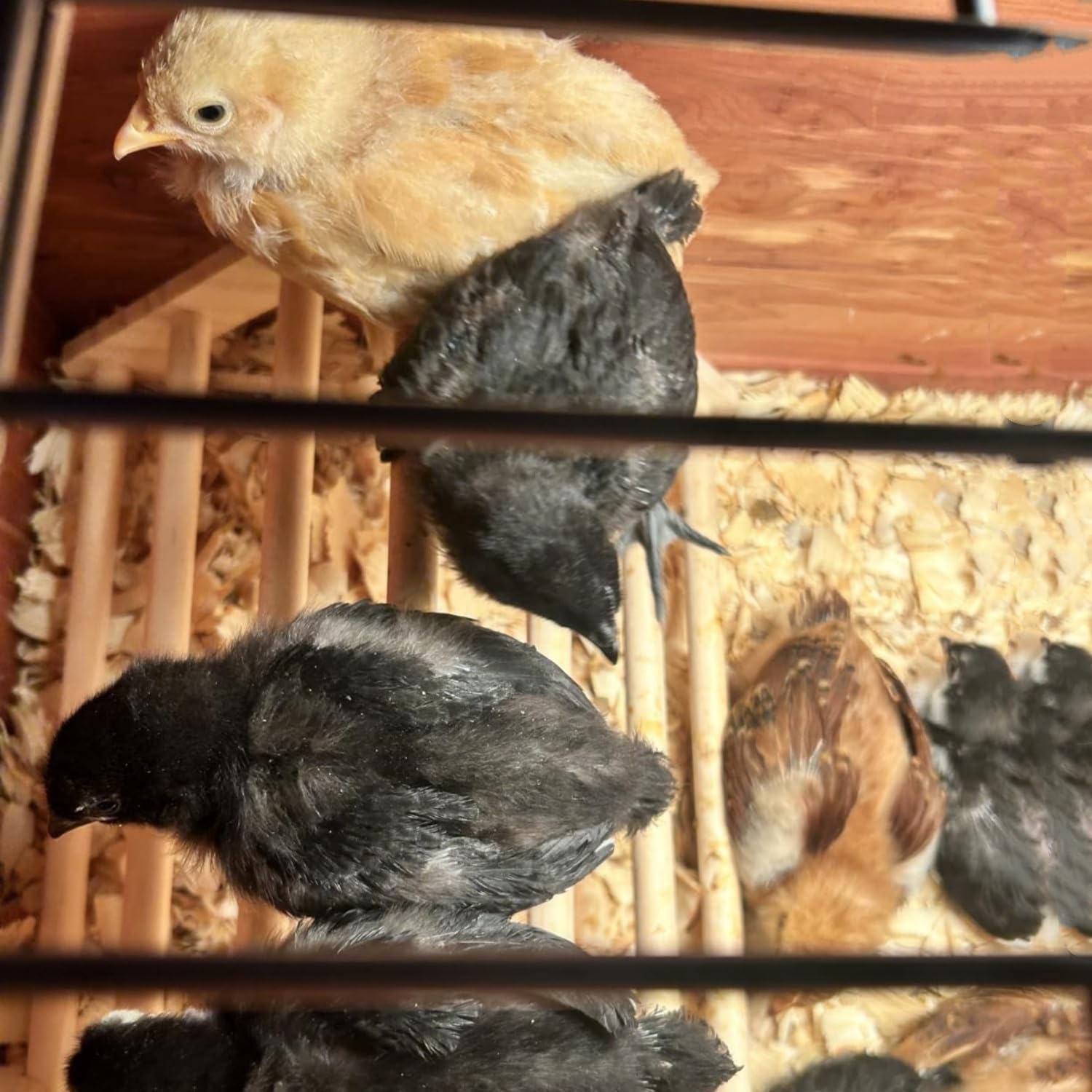 GPGCGSGP Chick Perch sturdy wooden base for daily use.