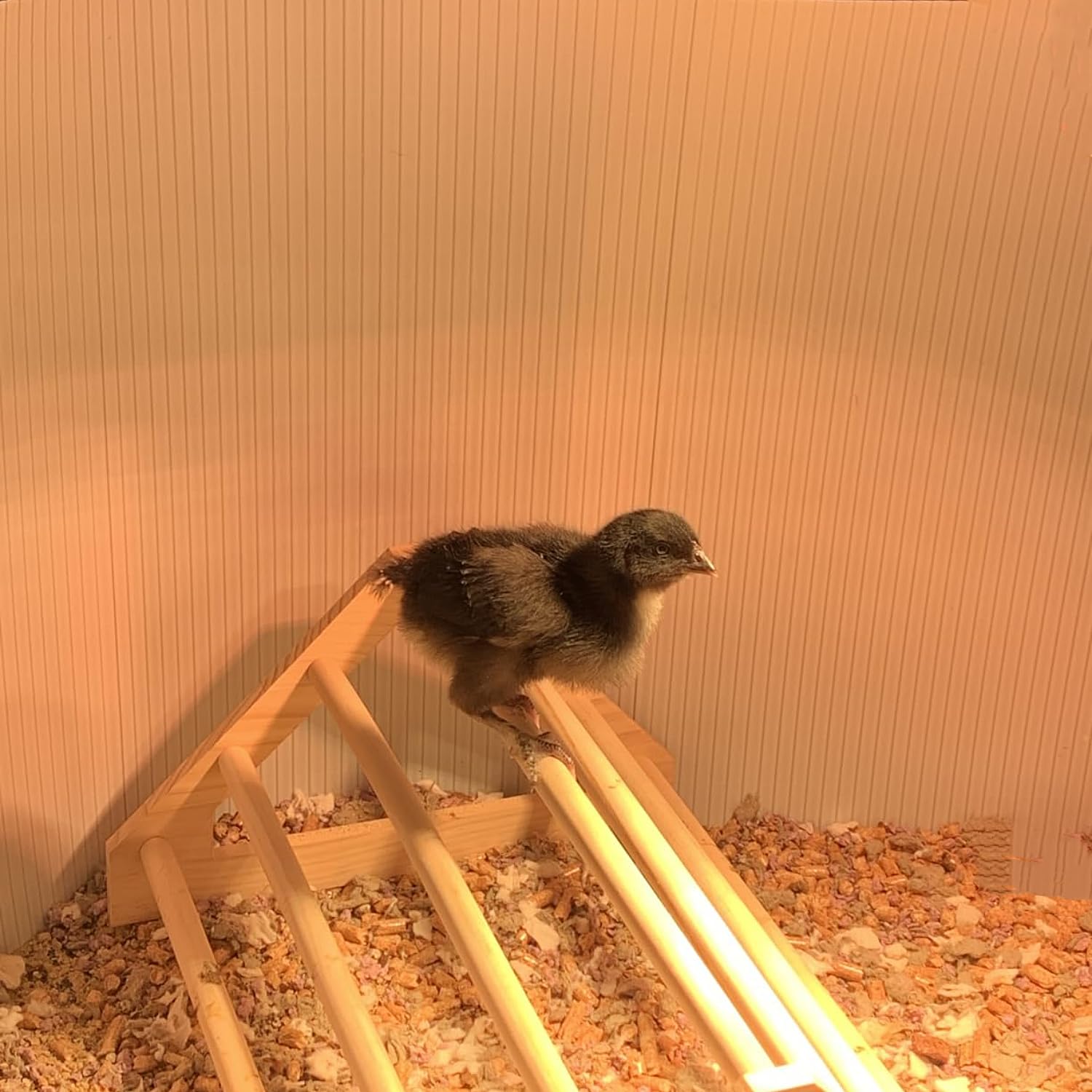 GPGCGSGP Chick Perch makes a practical coop gift idea.