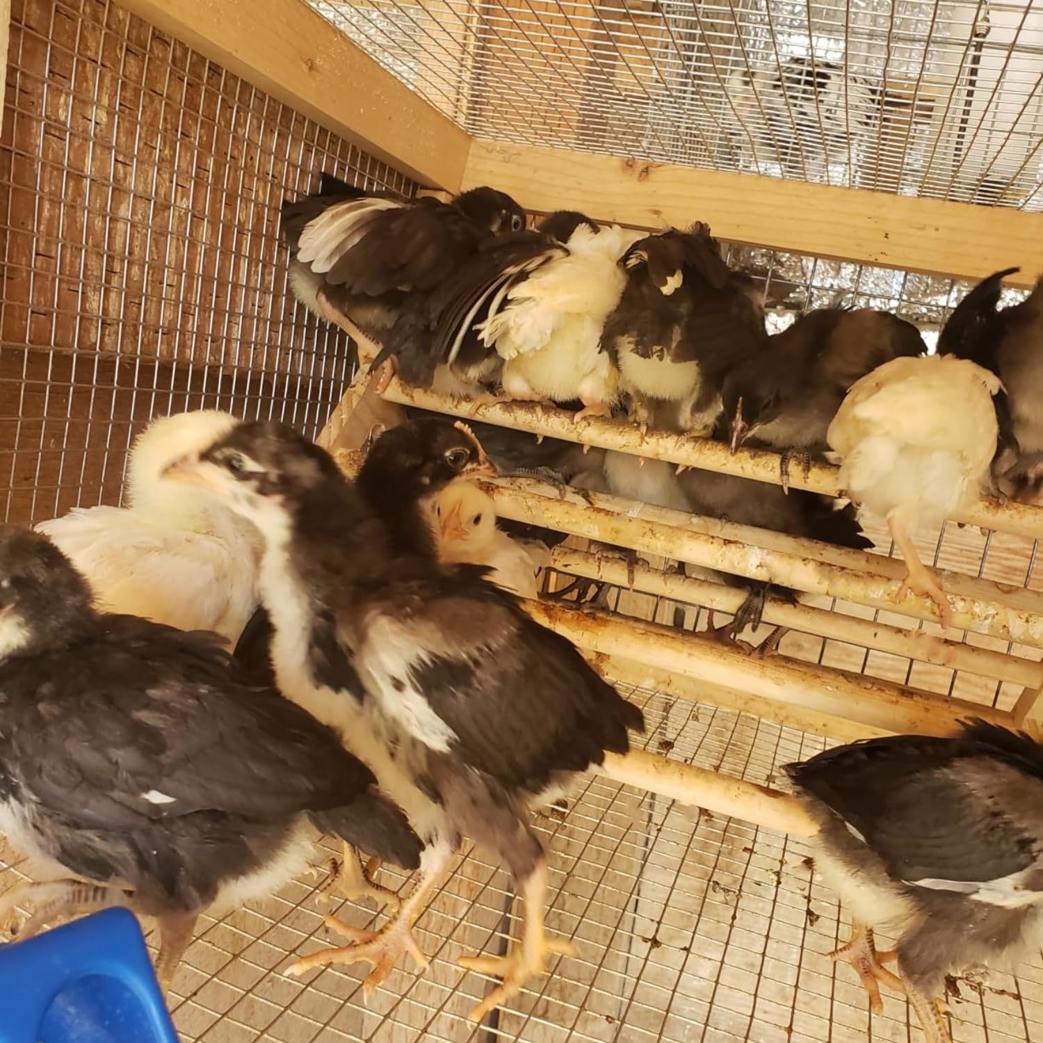 GPGCGSGP Chick Perch versatile for parrots and pigeons.