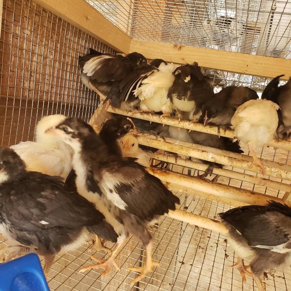 GPGCGSGP Chick Perch versatile for parrots and pigeons.