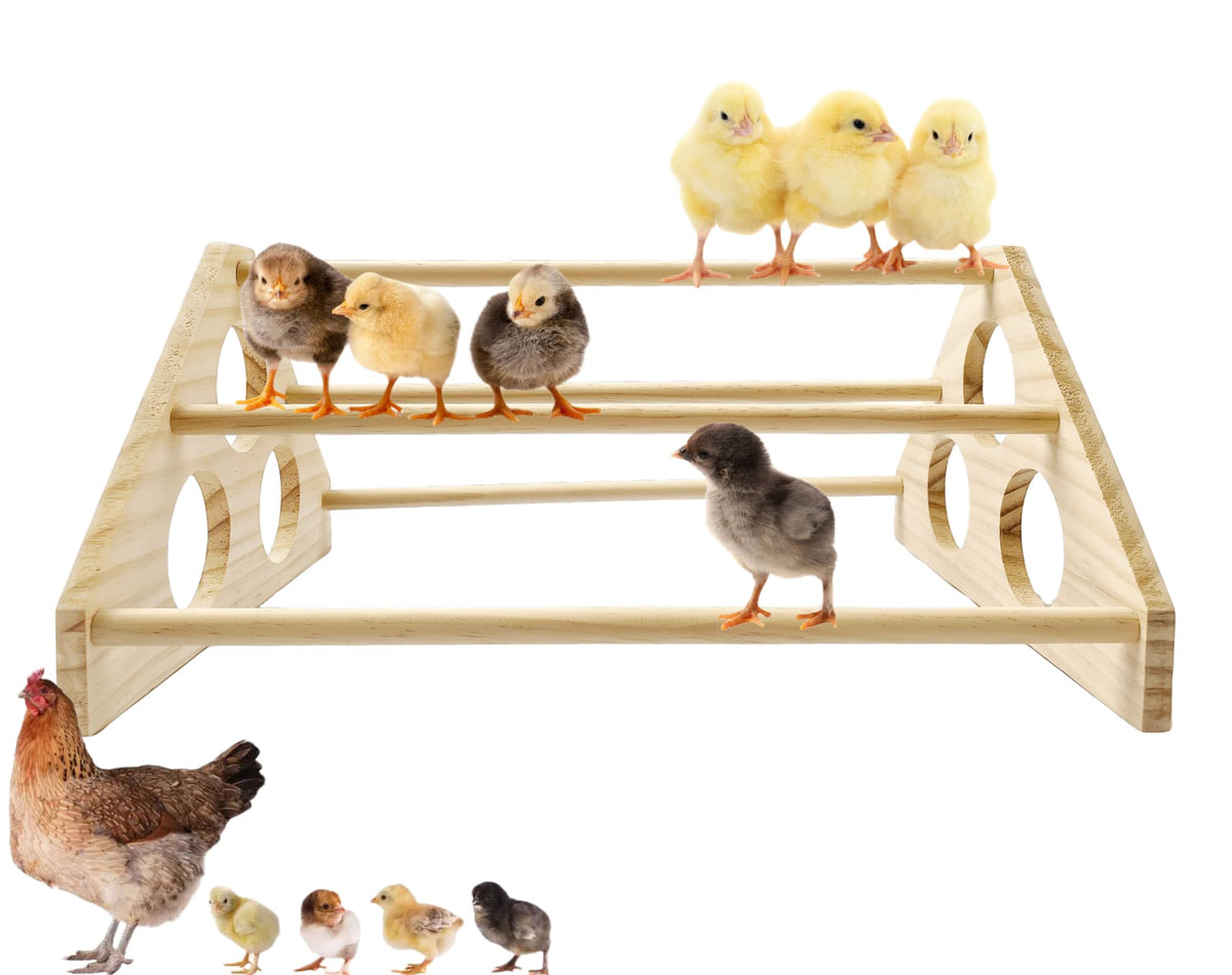 GPGCGSGP chick perch wood brooder showing natural roosting setup for comfort