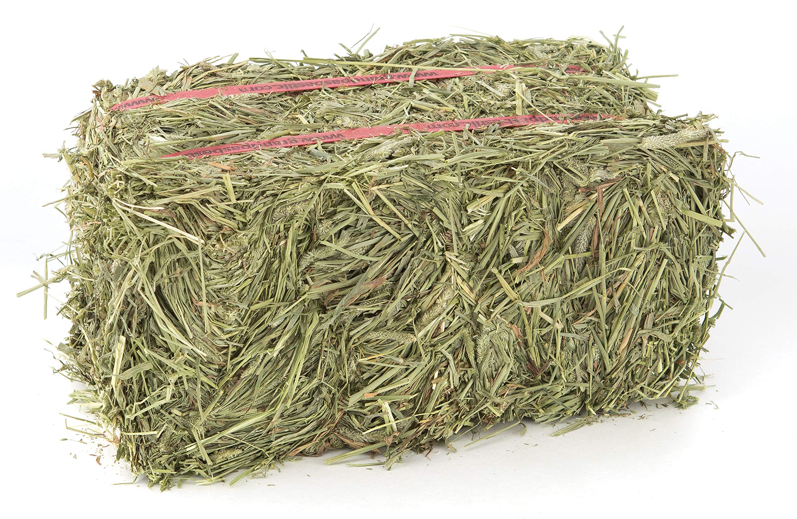 Grandpa's Best Timothy Hay Bale dense green fiber close-up supports nibbling.