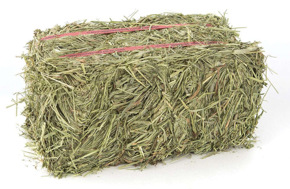 Grandpa's Best Timothy Hay Bale dense green fiber close-up supports nibbling.