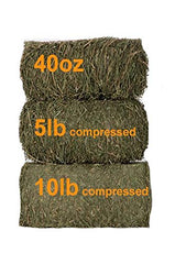 Grandpa's Best Timothy Hay Bale serving idea close-up, ideal for small pets during mealtime.