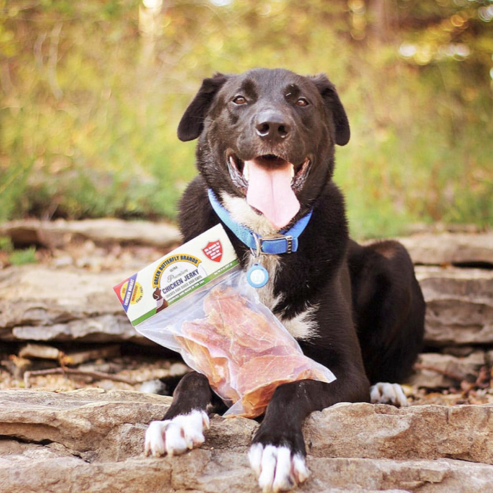 Green Butterfly Brands Chicken Jerky can be enjoyed by cats as a tasty treat.